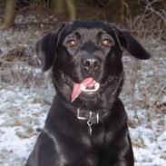 Blanding af racer Felix