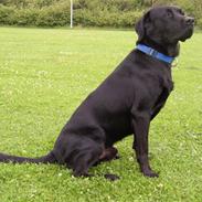 Blanding af racer Felix