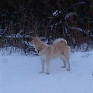 Islandsk fårehund Sindra Jòka