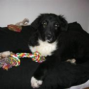 Blanding af racer Mario 