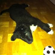 Blanding af racer Mario 