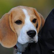 Beagle Bella