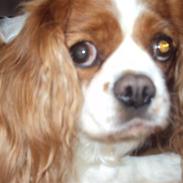 Cavalier king charles spaniel Molly <3 <3 :*