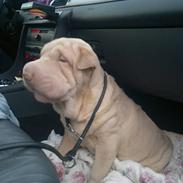 Shar pei Jamaika von Isabella moon