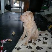 Shar pei Jamaika von Isabella moon