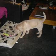 Shar pei Jamaika von Isabella moon