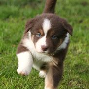 Australian shepherd Fiona Ofelia