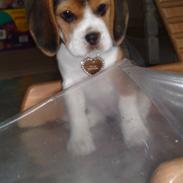 Beagle Bella