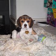 Beagle Bella