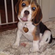 Beagle Bella