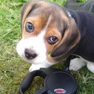 Beagle Bella