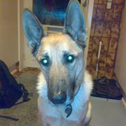 Schæferhund Balder