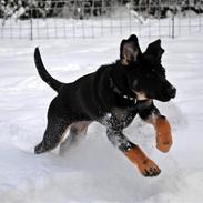 Blanding af racer Chilli