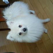 Pomeranian Lucas