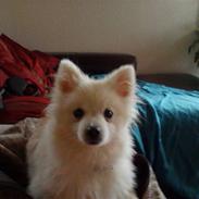 Pomeranian Lucas