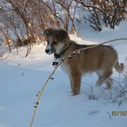 Islandsk fårehund Chica
