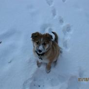 Islandsk fårehund Chica