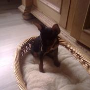 Dvaergpinscher Muttley
