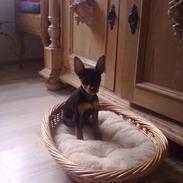 Dvaergpinscher Muttley