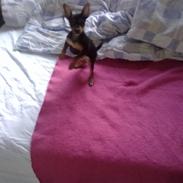 Dvaergpinscher Muttley