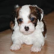 Chinese crested powder puff Chantilly