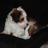 Chinese crested powder puff Chantilly