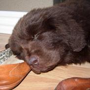 Newfoundlænder Alma