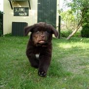 Newfoundlænder Alma