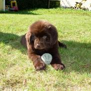 Newfoundlænder Alma