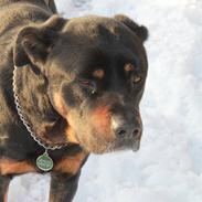 Rottweiler » Tonne « minprins:i<3