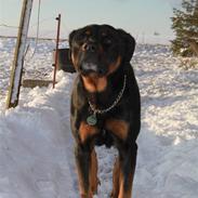 Rottweiler » Tonne « minprins:i<3