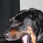 Rottweiler » Tonne « minprins:i<3