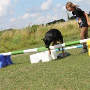 Rottweiler » Tonne « minprins:i<3