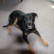 Rottweiler » Tonne « minprins:i<3