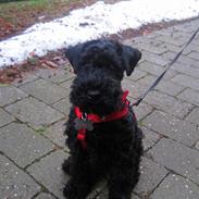 Kerry blue terrier Sifka 