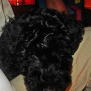 Kerry blue terrier Sifka 