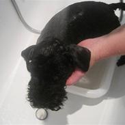 Kerry blue terrier Sifka 
