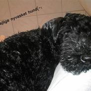 Kerry blue terrier Sifka 