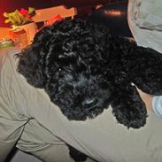 Kerry blue terrier Sifka 