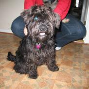 Dvaergschnauzer Thelma