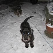 Dvaergschnauzer Thelma