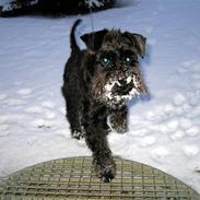 Dvaergschnauzer Thelma