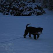 Dvaergschnauzer Thelma