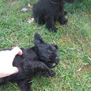 Dvaergschnauzer Thelma