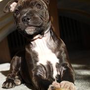 Staffordshire bull terrier Albert