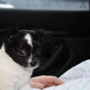 Chihuahua FLOWERS OSKAR