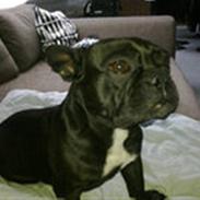 Fransk bulldog Petri..