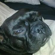 Fransk bulldog Petri..