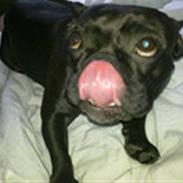 Fransk bulldog Petri..