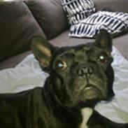 Fransk bulldog Petri..